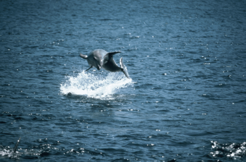 10 Things to Do in Northland in Summer